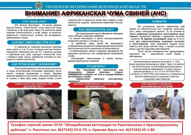 Внимание!!!!Африканская Чума Свиней( АЧС). Внимание!!!!Африканская Чума Свиней( АЧС).